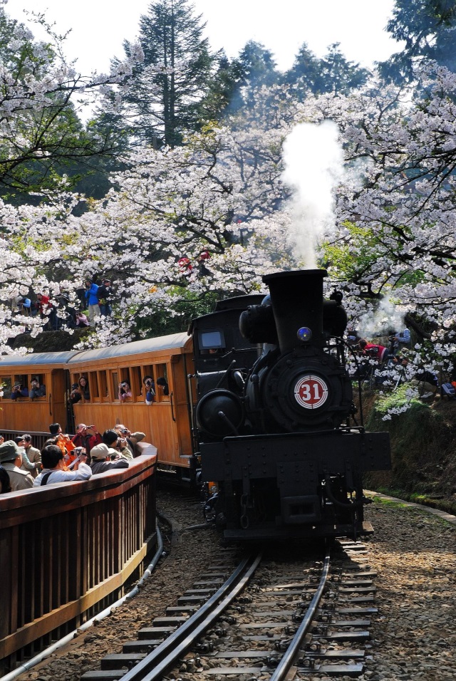 阿里山櫻花蒸汽火車-黃源明攝影