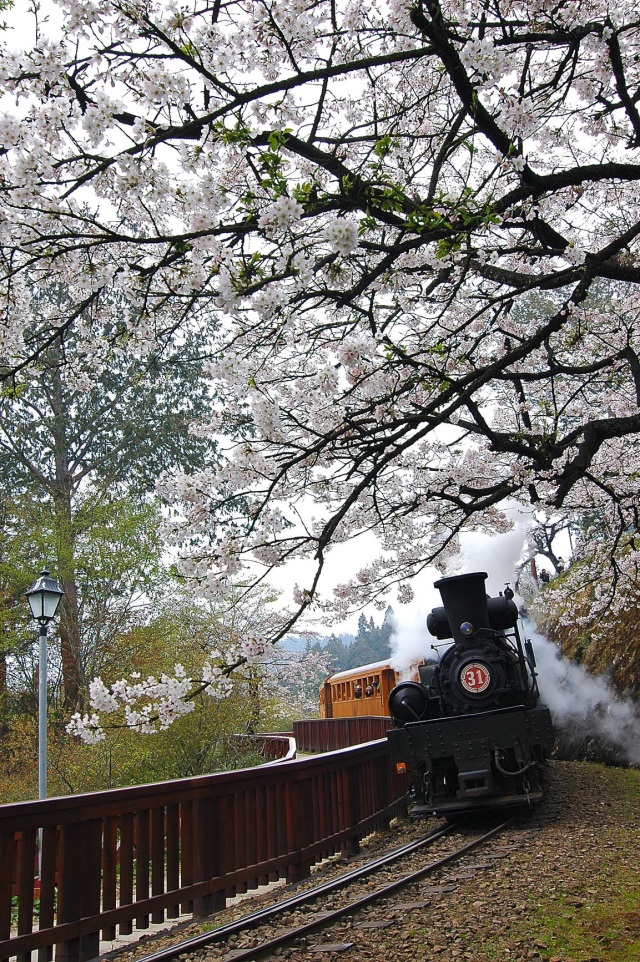阿里山櫻花蒸汽火車-黃源明攝影