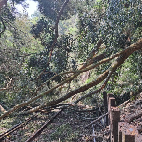 阿里山林鐵因倒樹致嘉義至十字路列車停止營運