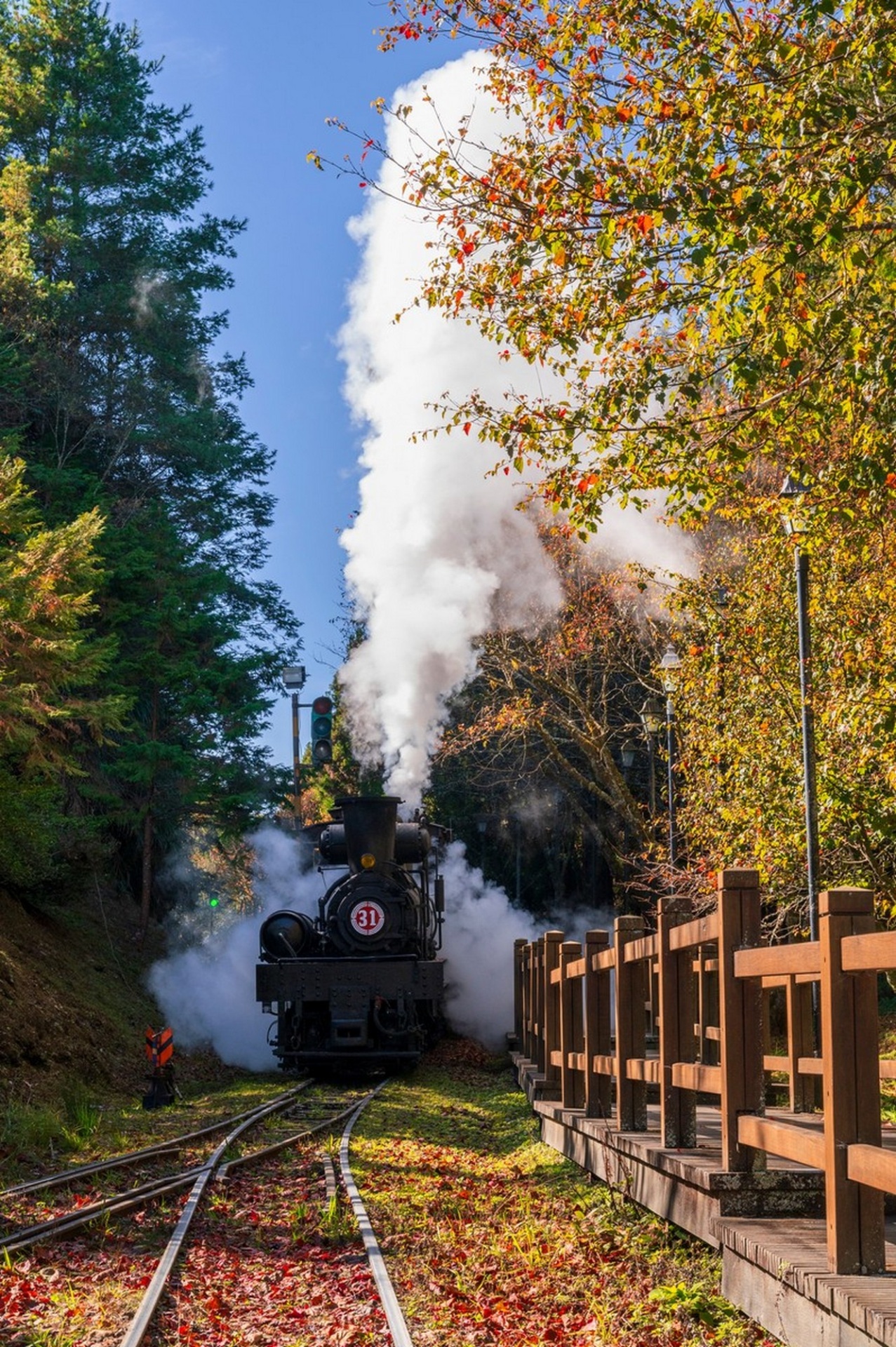 對高岳車站蒸汽火車V.S楓景(拍攝：黃源明)