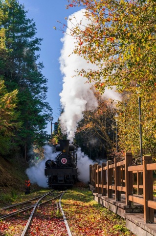 對高岳車站蒸汽火車V.S楓景(拍攝：黃源明)