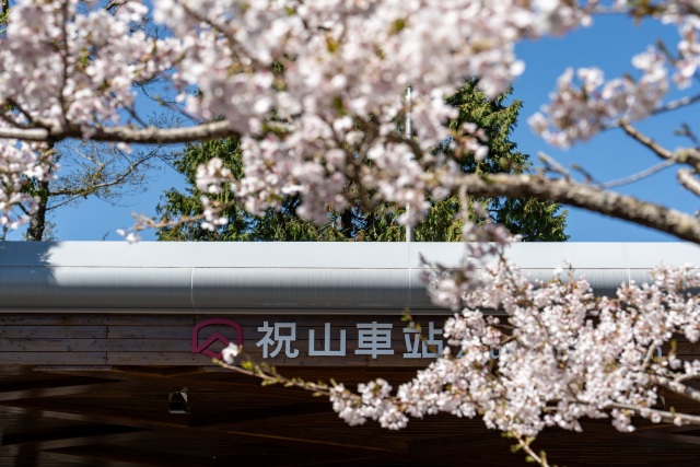 祝山車站櫻花(林鐵及文資處蔡文淇拍攝)