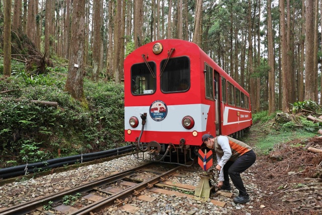 林鐵列車在柳杉林間以「之字形」折返式前進