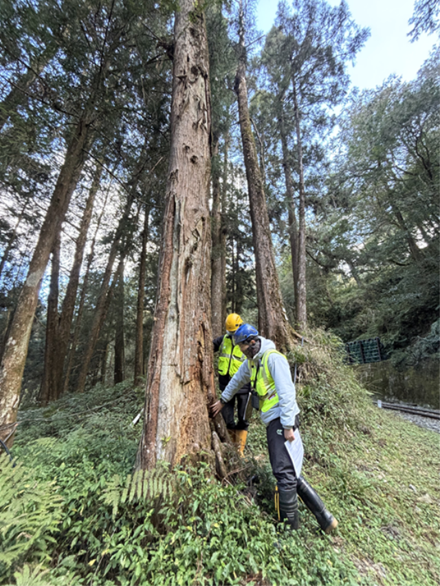 嘉義大學判釋林鐵沿線樹木生長狀況