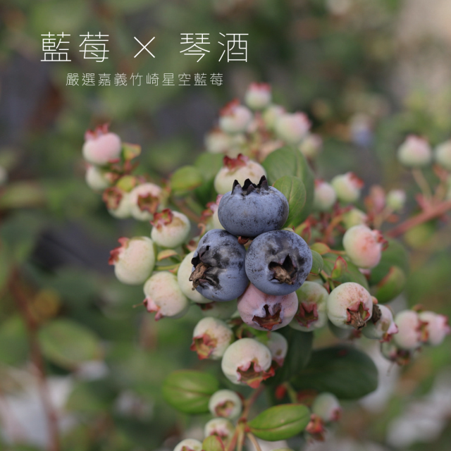 藍莓X琴酒 浪漫微醺(星空藍莓農場提供)
