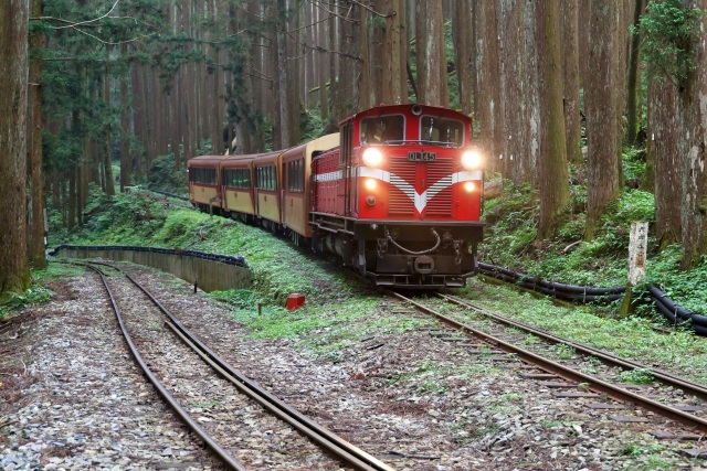 阿里山林鐵全線通車 阿里山號行駛在第二分道之字形路線(吳明翰拍攝)