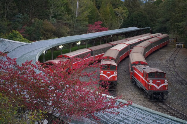 遊客可搭乘林鐵體驗高山森林鐵路奔馳雲端之感