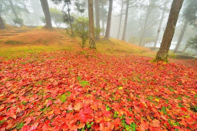 阿里山植物園紅色地毯-黃源明提供