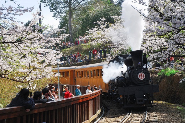 櫻花下的31號蒸汽火車-黃源明拍攝