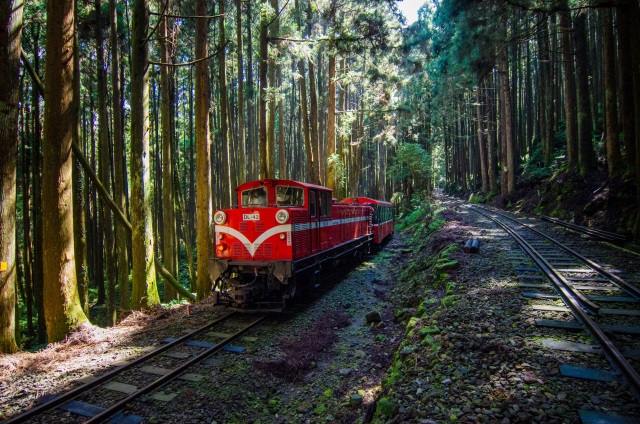 The Red train in the forest (Credit to: Lai Guo-Hua)