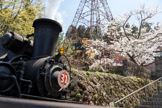 蒸汽火車與櫻花同框(林鐵及文資處蔡文淇拍攝)