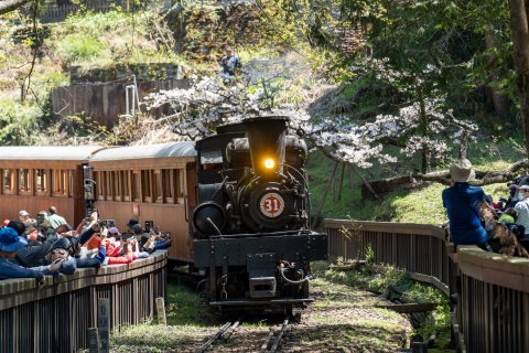 阿里山超夯賞櫻列車強勢回歸 即將開放訂票